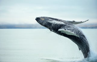 A minke whale jumps out of the water.