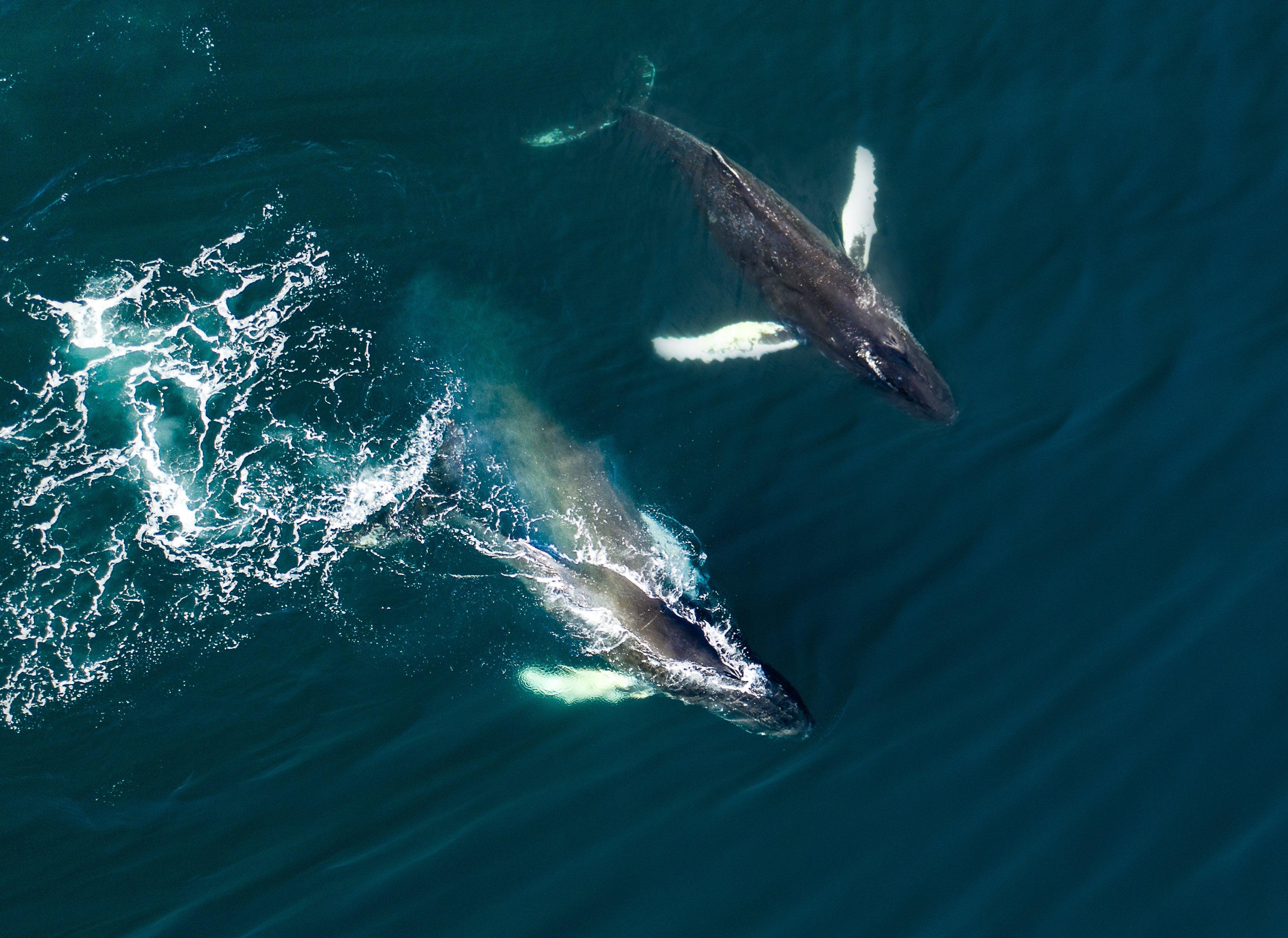 Two adorable whales swimming across Faxafloi bay.