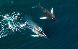 Two adorable whales swimming across Faxafloi bay.