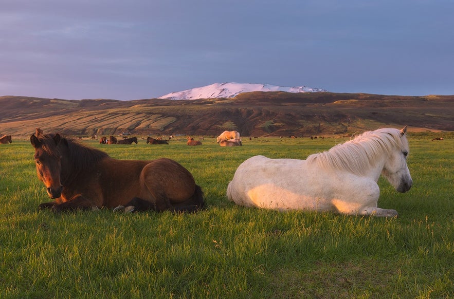 Hekla volcano in the backround