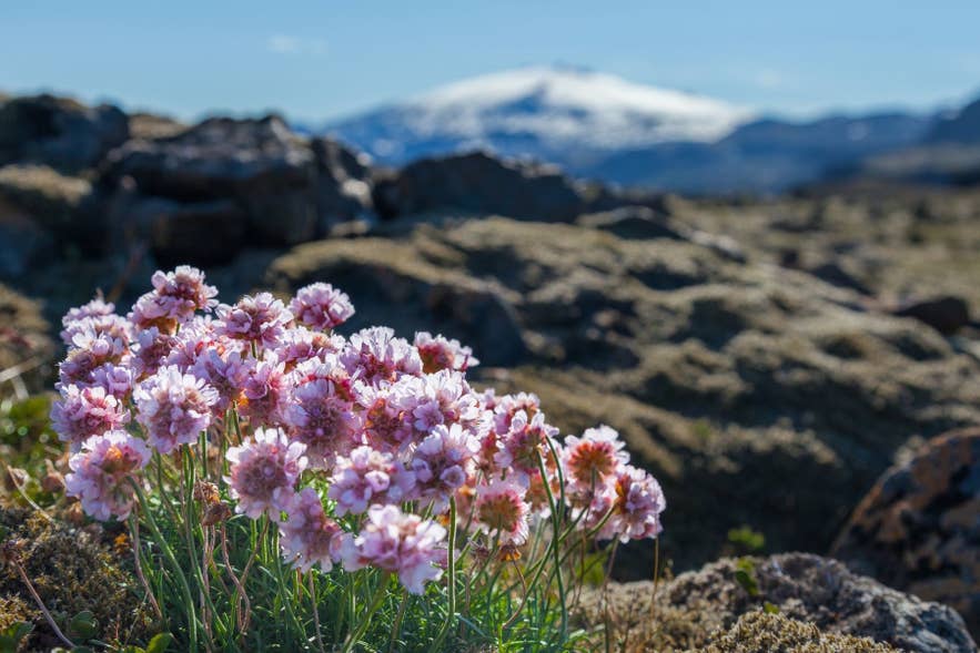 Isländische Blumen und der Snaefellsjökull-Gletscher im Hintergrund