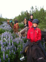 Exciting 1.5-Hour Volcano Horse Riding Tour in the Morning from Reykjavik