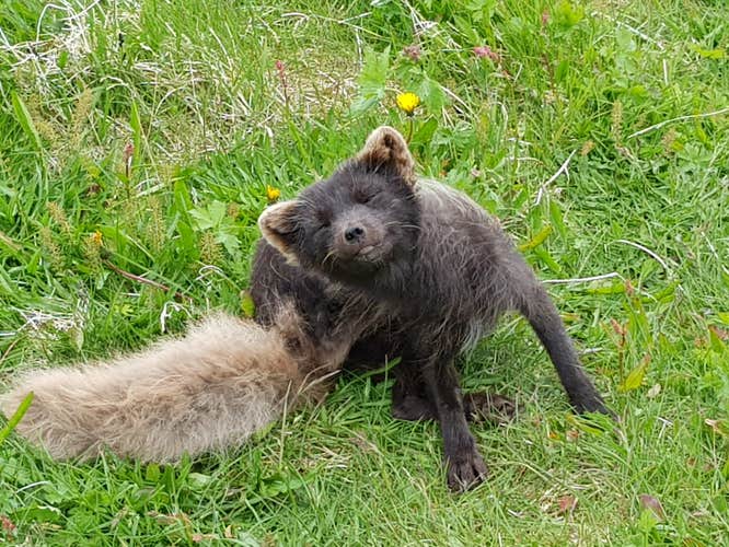 An elusive Arctic fox which can sometimes be seen in the Hornstrandir Nature Reserve.