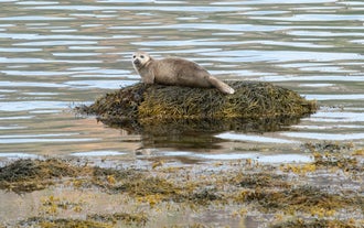 En sel slapper av på en stein i Vestfjordene på Island