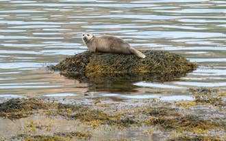 Una foca descansando en una roca de los Fiordos del Oeste de Islandia.