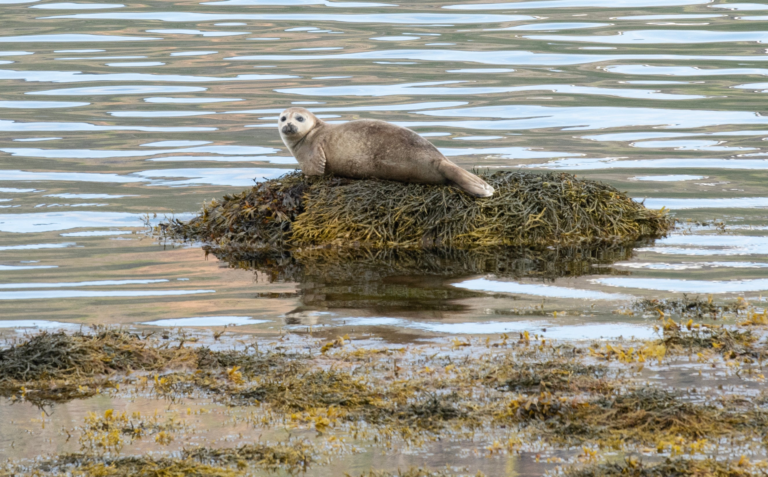 Una foca si rilassa su una roccia nei Fiordi occidentali dell'Islanda