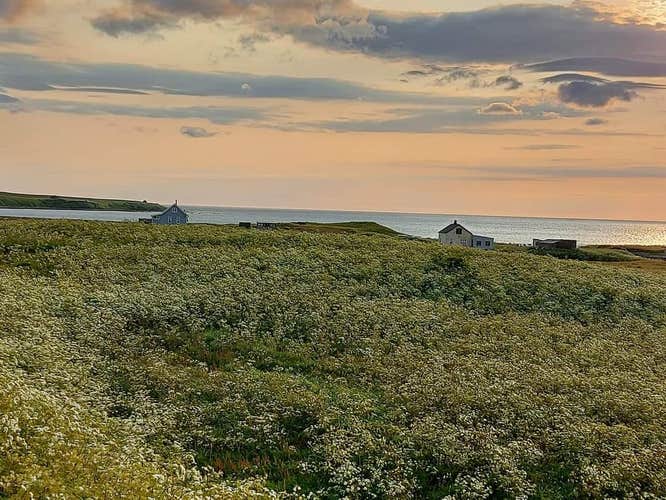 1-Hour Westfjords Boat Ride to Grunnavik from Isafjordur
