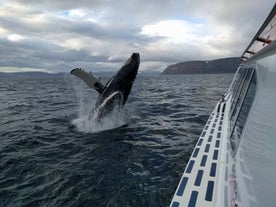 A humpback whale surfacing from the ocean near Isafjordur.