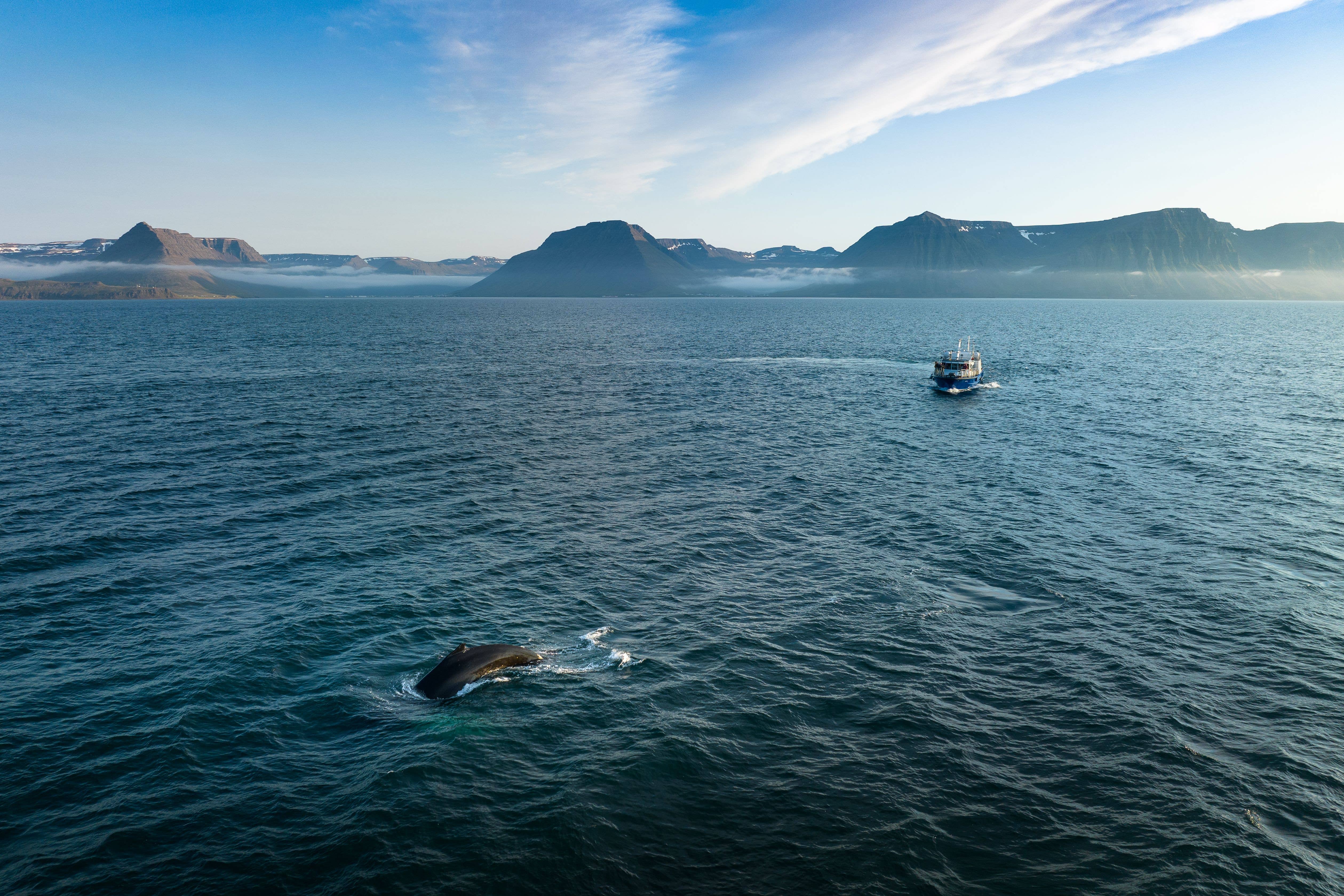 A boat getting close to a whale during a boat tour in Iceland.