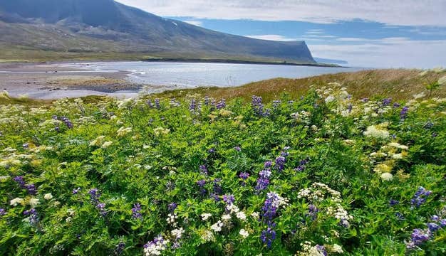 Easy Boat Transfer from Grunnavik to Isafjordur in the Westfjords of Iceland