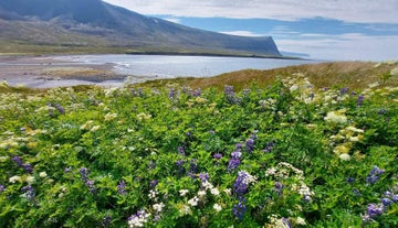 Grunnavík in the Icelandic Westfjords blooms with wildflowers in summer.