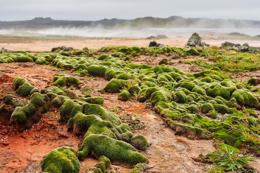 Gunnuhver ist ein geothermisches Gebiet auf Reykjanes Island .