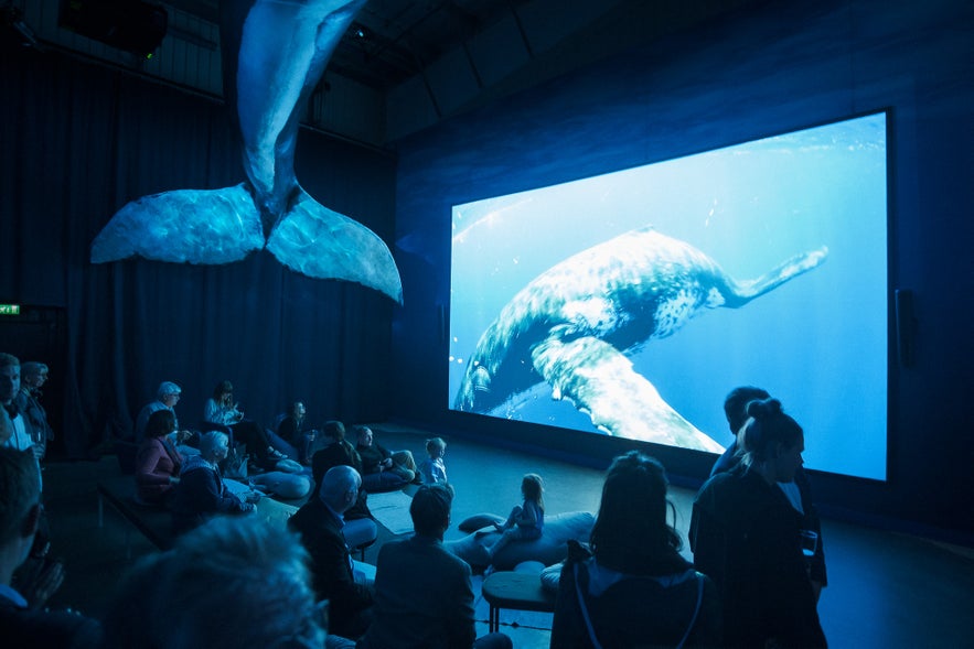 Tkae the time to stop at the Fin Whale Theatre in Whales of Iceland