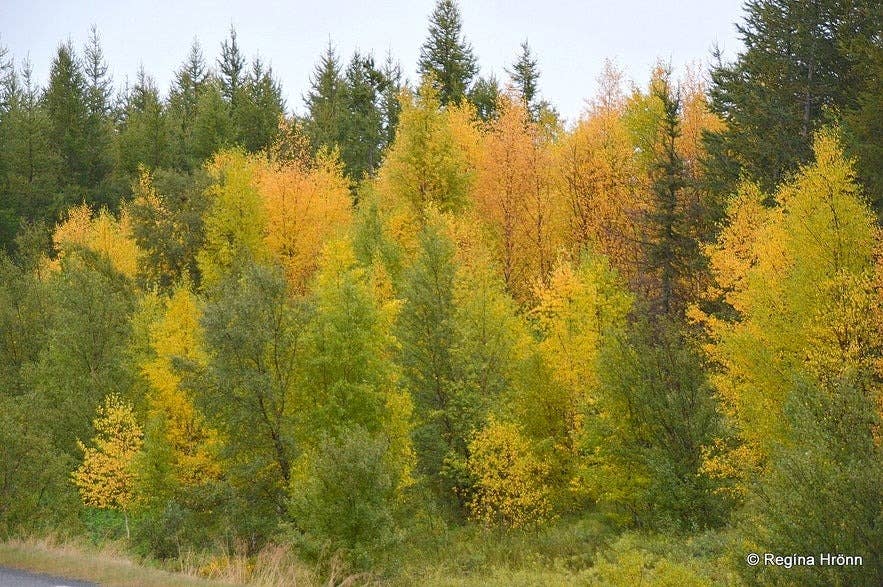 Tall trees and walking trails in Hallormsstaðaskógur Forest, the largest forest in Iceland near Egilsstaðir.