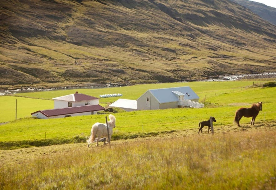 Horseback riding in Iceland is a magical experience