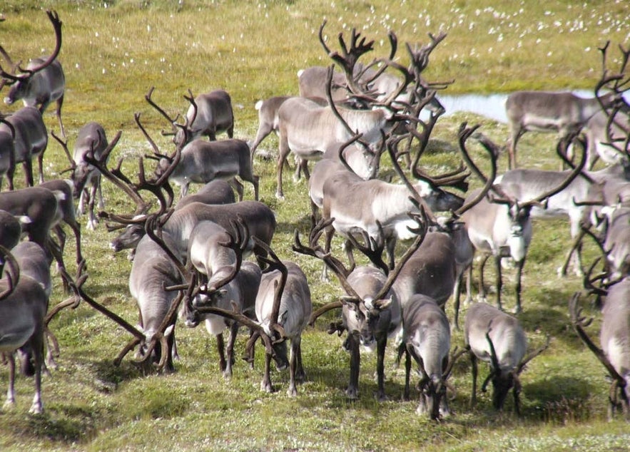 A herd of Icelandic reindeers