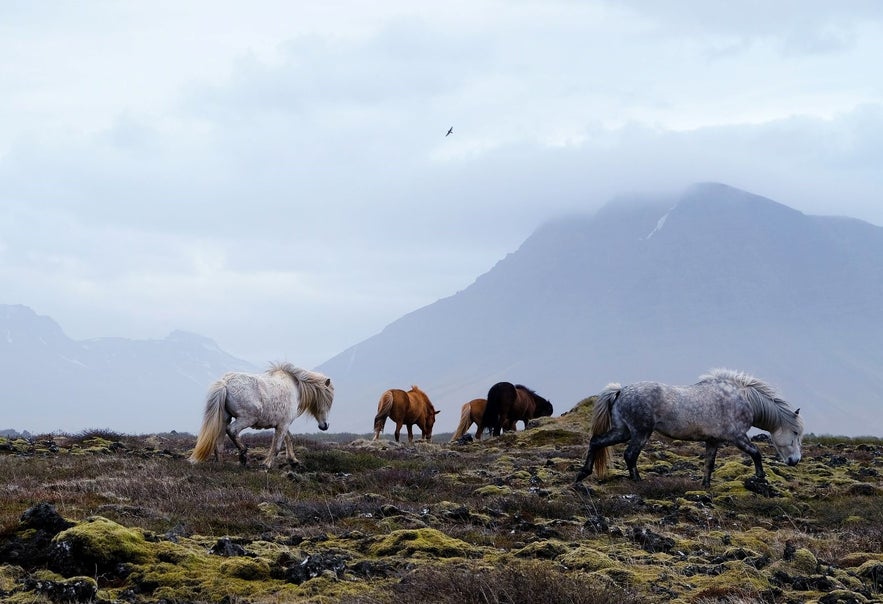 Icelandic horses are a preserved and unique breed in the world.