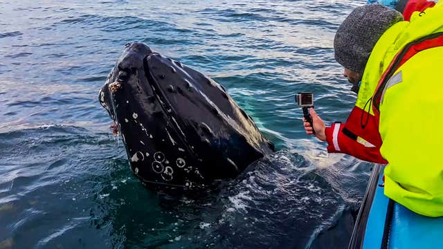 胡萨维克快艇观鲸观鸟旅行团