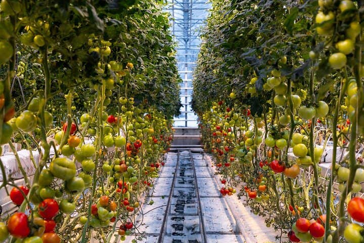 Christmas 8-Hour Golden Circle Tour and Meeting Santa with Transfer from Reykjavik