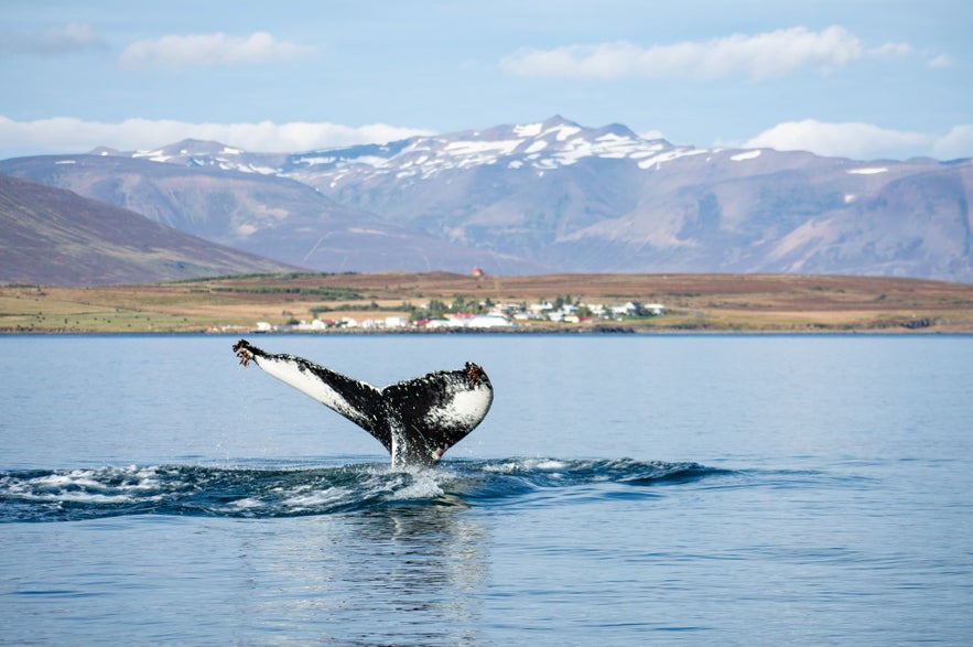 North Iceland is a fantastic place for whale watching in Iceland