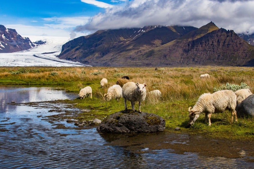 Sheep at Skaftafell in Iceland