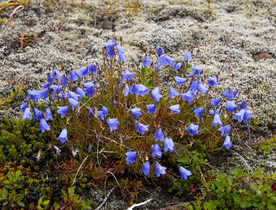 Harebell flowers and moss in Skaftafell