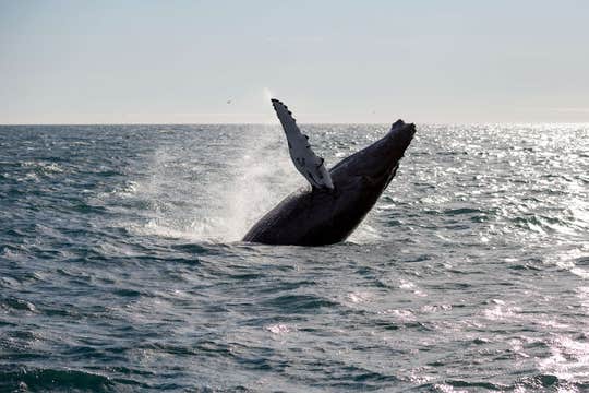Express 2.5-Hour Whale Watching Tour from Reykjavik Harbor