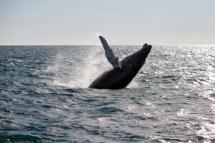 A humpback whale surfaces from the Faxafloi bay surrounding Reykjavik.