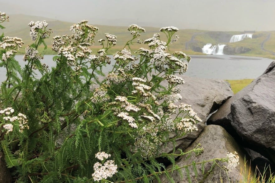 You can see Icelandic yarrow all around the country