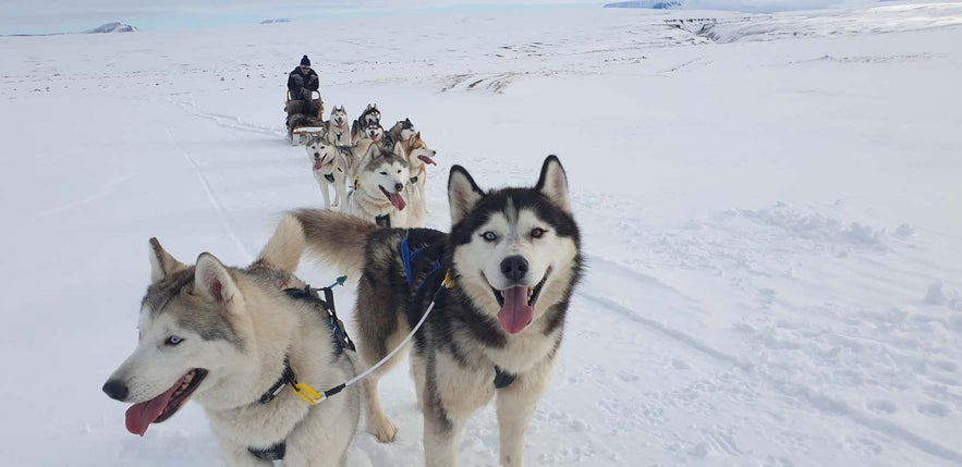 Dogsledding near Lake Mývatn is a family activity.