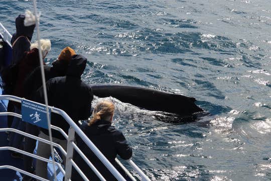 雷克雅未克2.5小时观鲸旅行团