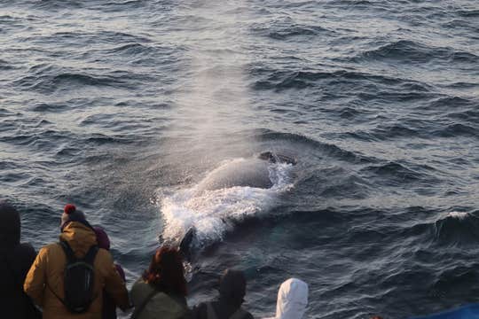 雷克雅未克2.5小时观鲸旅行团