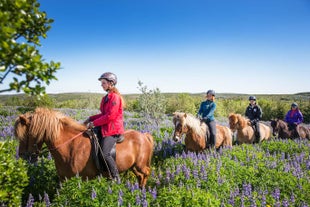 Three people riding ginger-colored Icelandic horses on a tour.