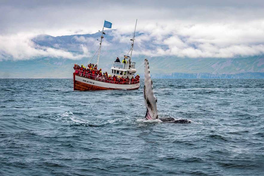 A humpback whale raises its flipper beside a traditional wooden whale watching boat crowded with passengers A humpback whale raises its flipper beside a traditional wooden whale watching boat crowded with passengers