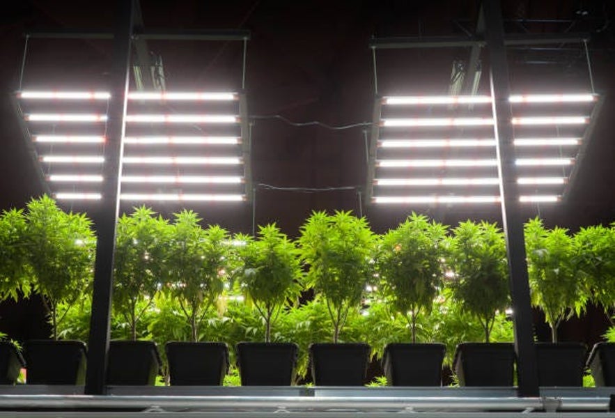 Elevate Your Grow With Top Notch Cannabis Lighting Solutions