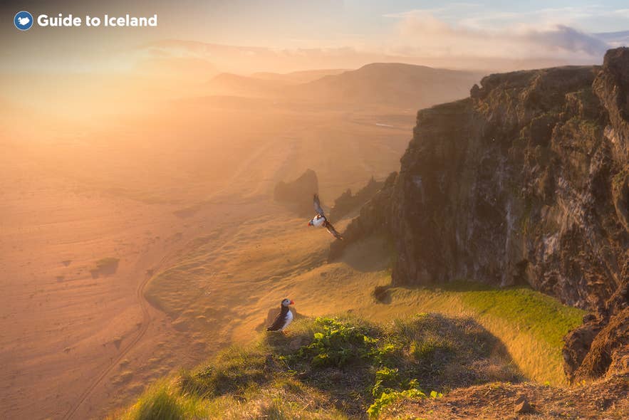 Papageitaucher sind in ganz Island zu finden.