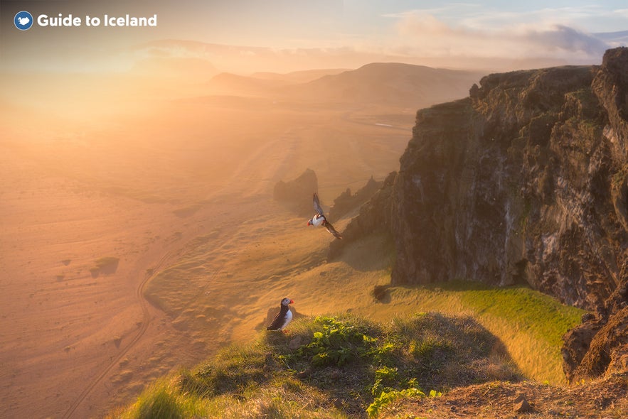 Puffins are found all around Iceland