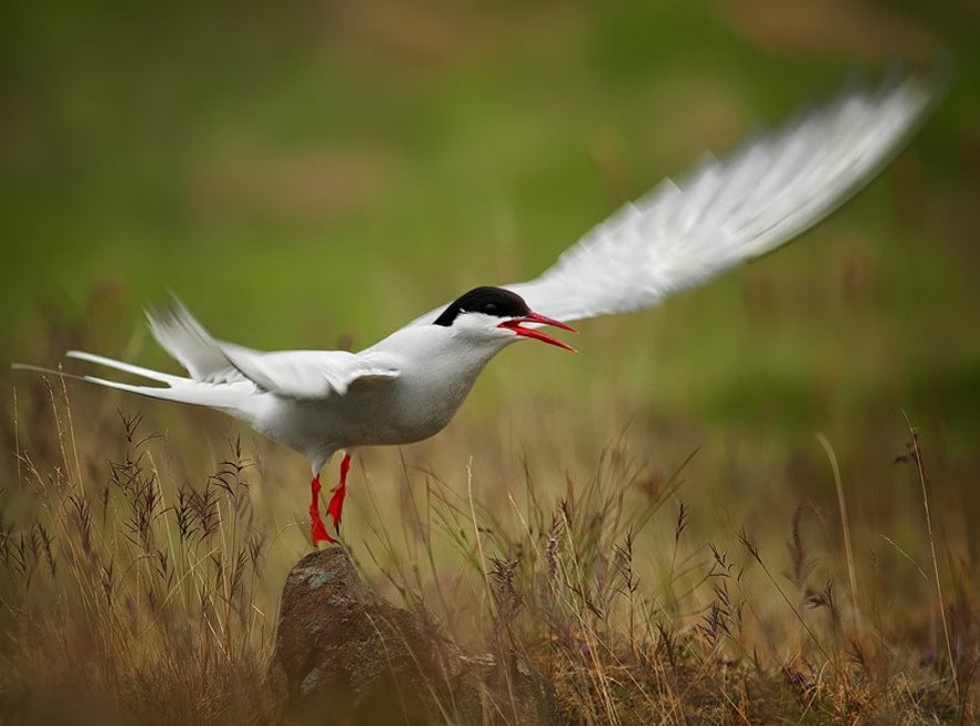 The arctic tern in Iceland