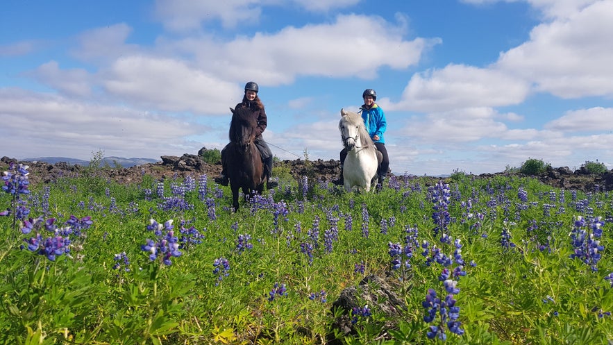 Two travelers ride their horses through the Icelandic countryside.