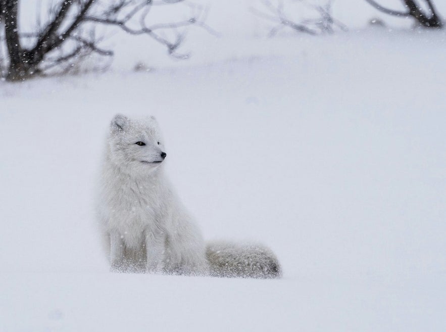 Arctic foxes look beautiful but have quite a bite!