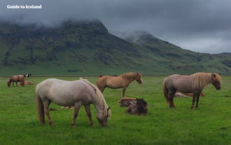 I cavalli islandesi pascolano sotto una montagna nebbiosa in Islanda.