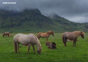 Des chevaux islandais paissent sous une montagne brumeuse en Islande.