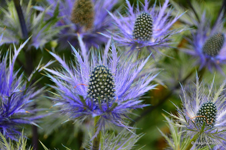 The beautiful Botanical garden in Akureyri - Lystigarður Akureyrar -