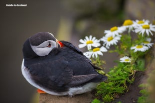 Een papegaaiduiker rust uit aan de kust van IJsland.