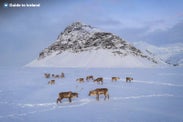 The Ultimate Guide to Iceland's Eastfjords