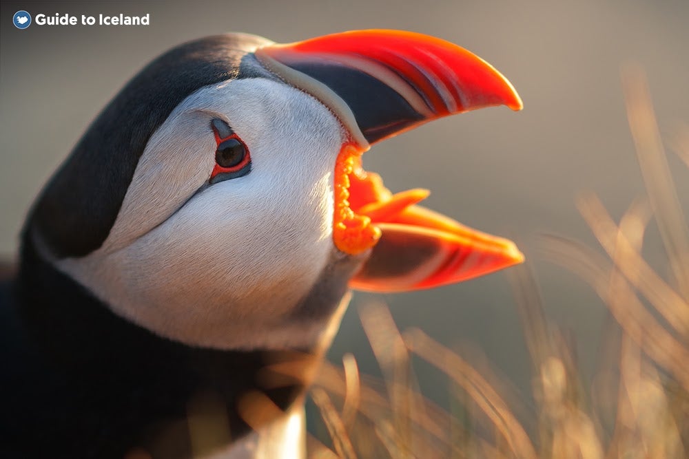 A puffin calls out for its mate on the coast of East Iceland.