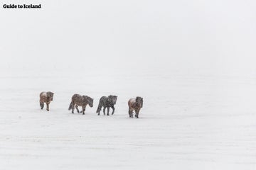 The Ultimate Guide to Iceland's East Fjords