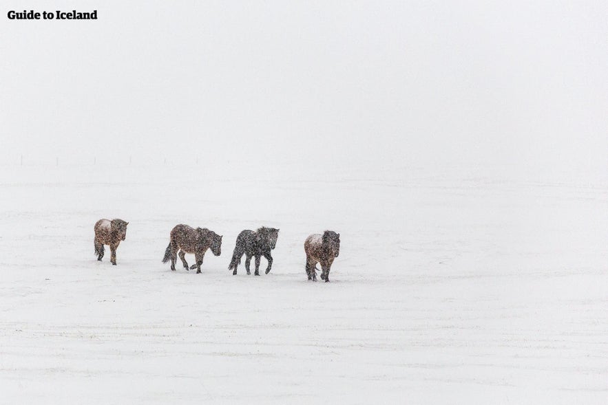 Icelandic horses easily tolerate the country's extreme winter conditions.