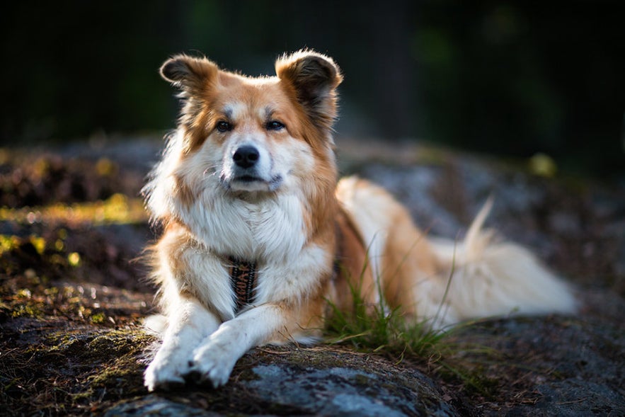 Ein isländischer Schäferhund.