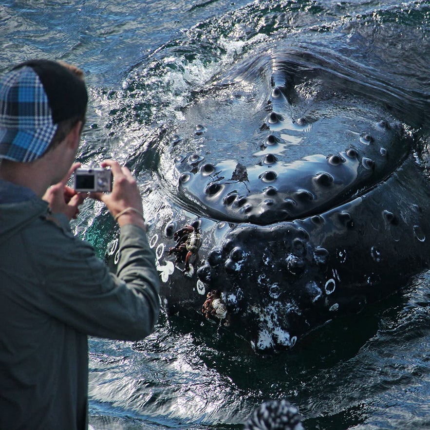 A photographer snaps a whale in Iceland.